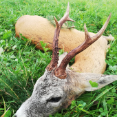 Môj tohtoročný srnec