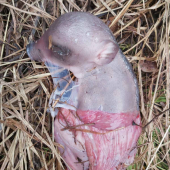 Diviaca