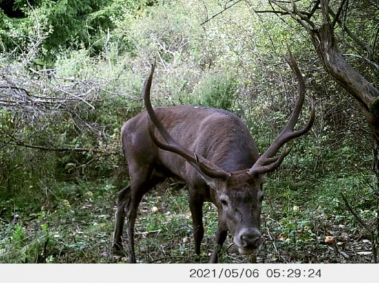 Kamoš prišiel na jablka