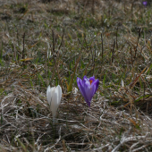 Šafrany farebne