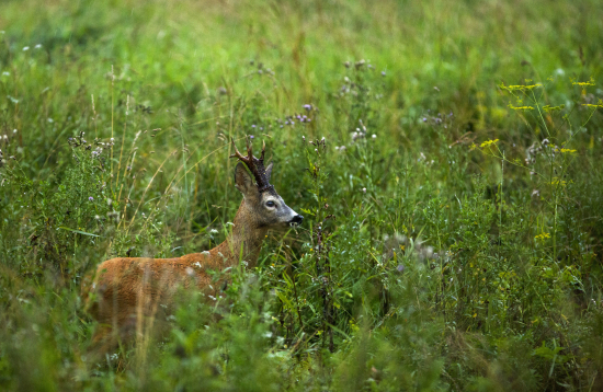 Pán srnec