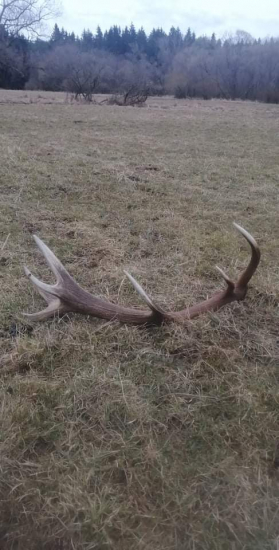 Poobedňajšia prechádzka :-)