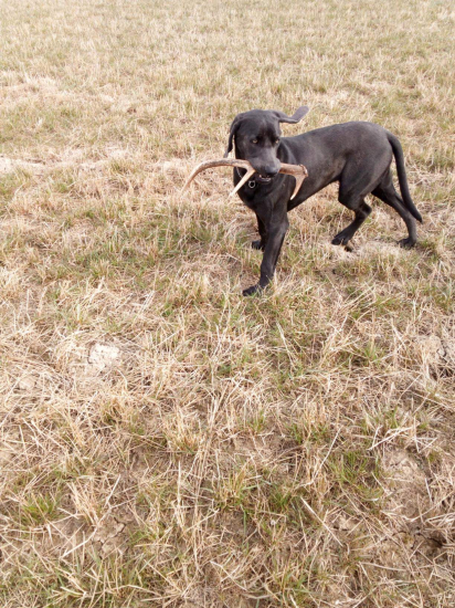 Ked je psik šikovnejší ako gazda :-D