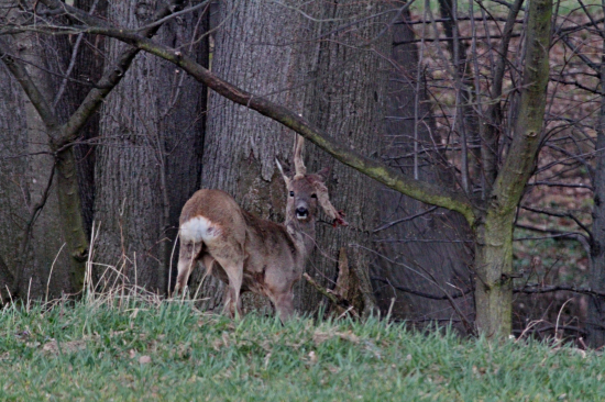 S vylomeným parohem