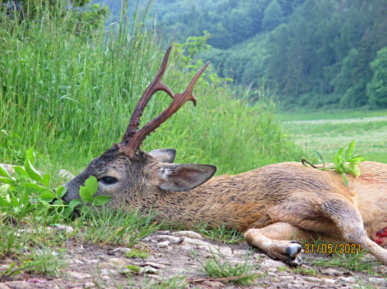 Osmiletý zpáteční vidlák