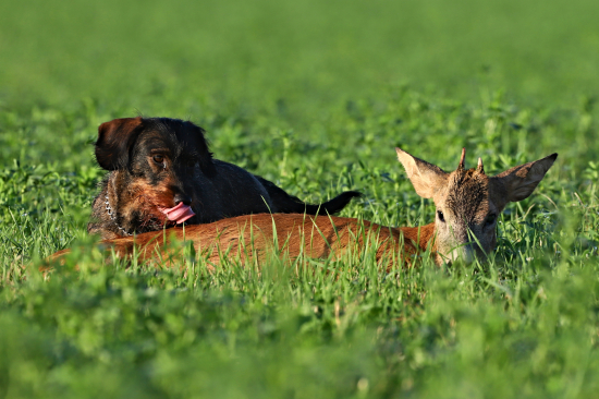 Jednička z letošní říje