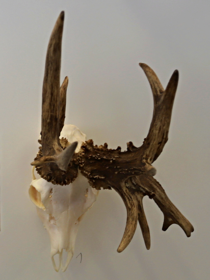 Najsilnější srnec v Lysé