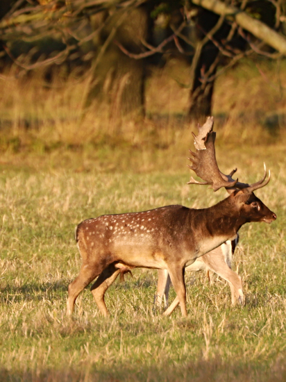 Když jde kulka o metr výš.