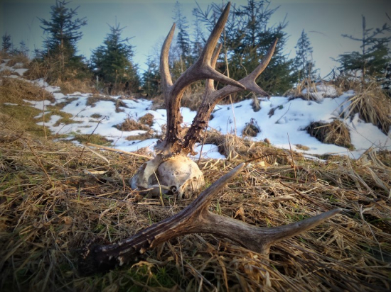 Prechádzka jarnou prírodou...