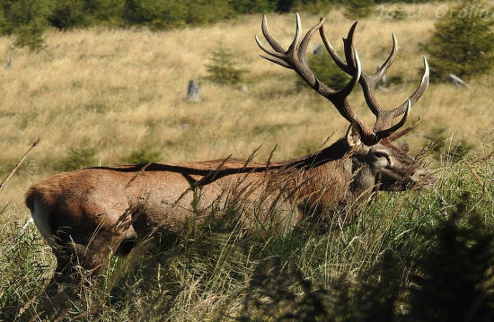 Posledná ruja-13r 217b CIC.