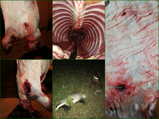 9,3x62 Lapua Mega 18,5gr, vers. Jazvec