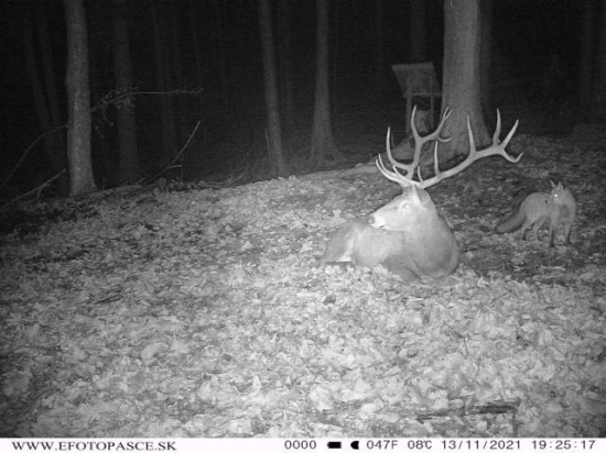 Bráško, čo vidíš?