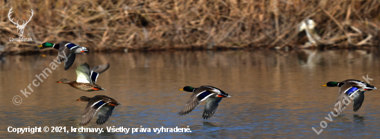 zivot pri vode