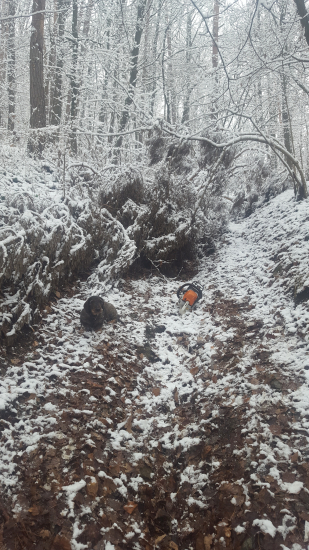 Cesta zarúbaná ...