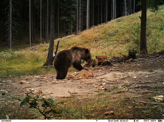 Pestún na vychádzke