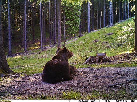 Ako som cvičil medveďa