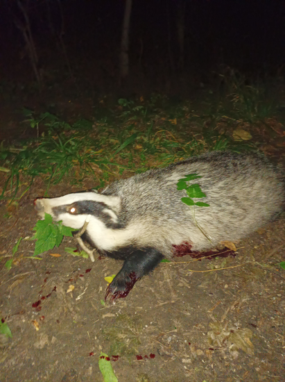 Keď ti jazvec spravi radosť