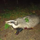 Keď ti jazvec spravi radosť