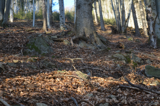 poležal si pár rôčkov