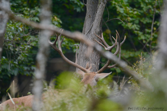 Konáre v hustom lese