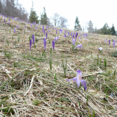Šafranovo