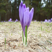ŠAFRAN