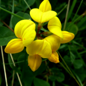 ĽADENEC