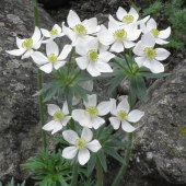 NARCISOKVETÁ