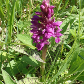 VSTAVAČOVEC