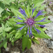 NEVADZA