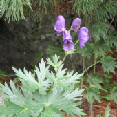 PRILBICA