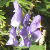 PRILBICA