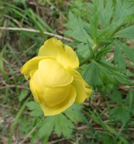 ŽLTOHLAV NAJVYŠŠÍ