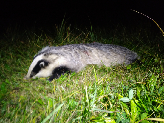 Staručka hradná dáma