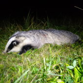 Staručka hradná dáma