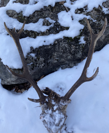 Obojstranný korunáč