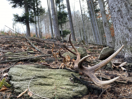 Nečakal som a predsa sa podarilo