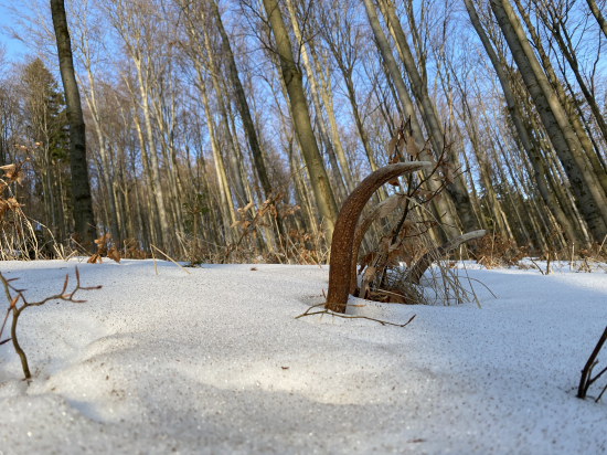 Pod snehom sú najkrajšie 1.