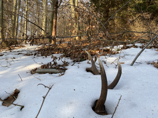 Pod snehom sú najkrajšie 2.