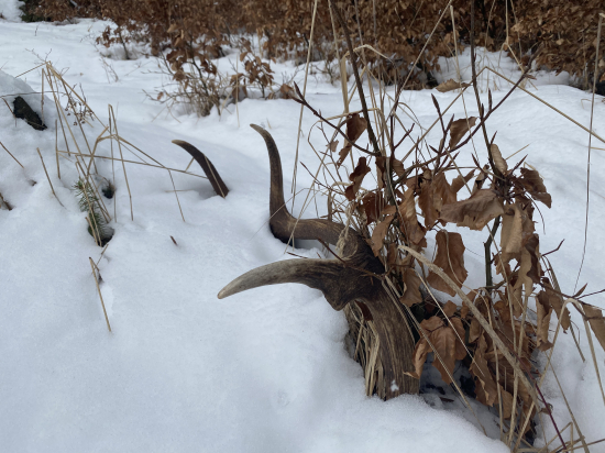Pod snehom sú najkrajšie 3.