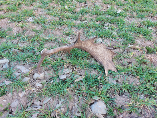 Stará dobrá ozimina...tá nikdy nesklame