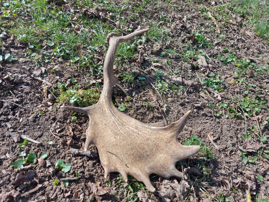 Vysokochovný kus - voľná príroda