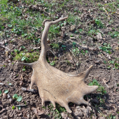 Vysokochovný kus - voľná príroda