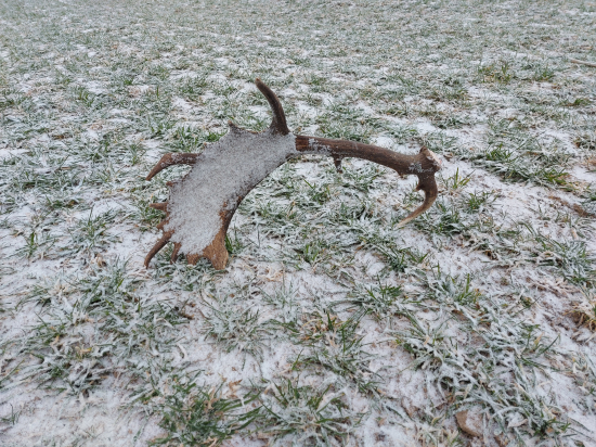 Zasnežený krásavec