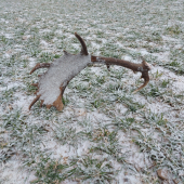 Zasnežený krásavec