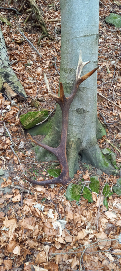 Nájdu sa aj také staršie