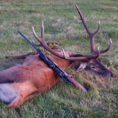 Na záver jelene ruji...