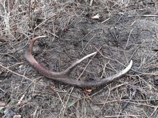 Škodnik druha strana