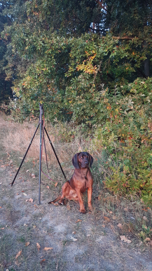 Ráno pod lesom