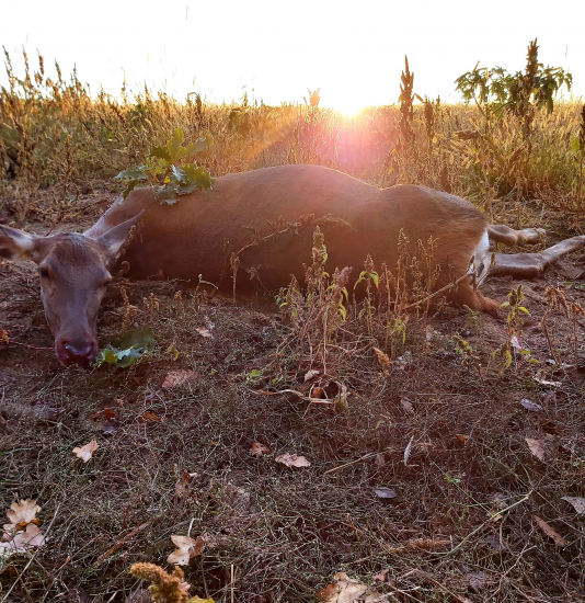 Jelenica pri východe slnka